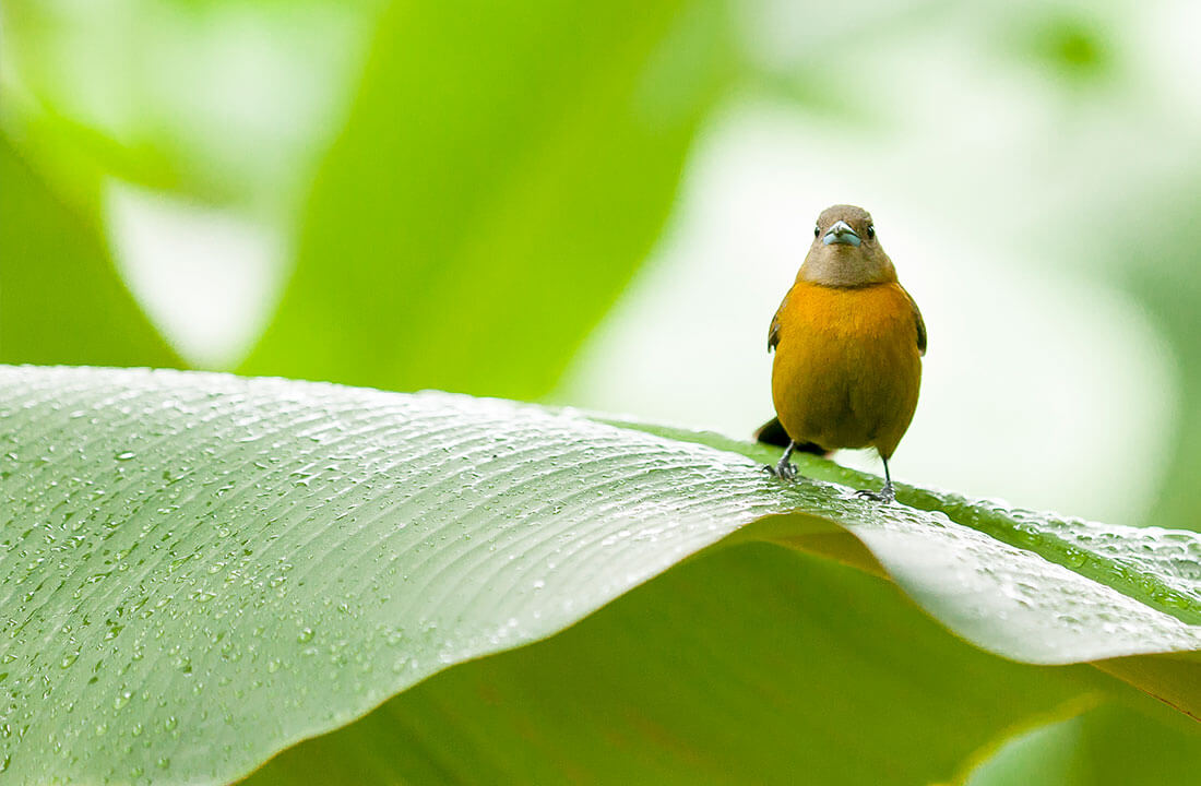 El liderazgo de Chiquita en materia de biodiversidad