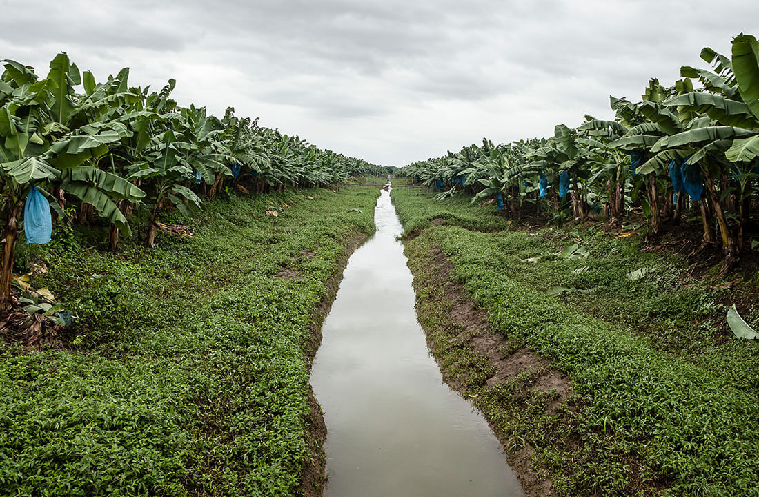 Los tres pilares del enfoque de Chiquita para abordar la sostenibilidad y la biodiversidad: